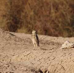 Athene cunicularia hypugaea