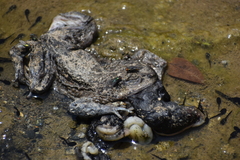 Rhinella limensis