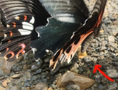 Papilio alcmenor