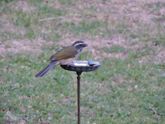 Saltator similis