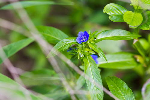 Oneflower false fiddleleaf (Hydrolea uniflora)