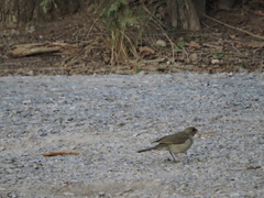 Turdus amaurochalinus