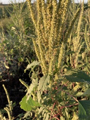 Amaranthus palmeri