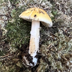 Amanita junquillea