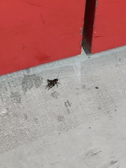 Neonemobius mormonius