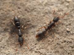 Ponera pennsylvanica