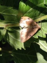 Galgula partita