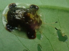 Helocassis testudinaria