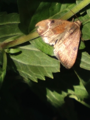 Galgula partita