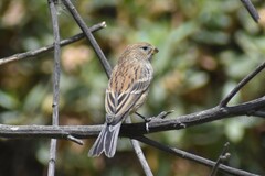 Catamenia analis