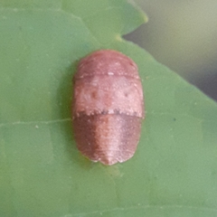 Penthimia nigra