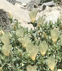 Mentzelia involucrata