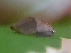 Penthimia nigra