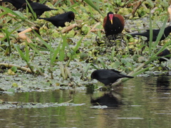 Chrysomus ruficapillus