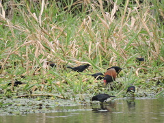 Chrysomus ruficapillus