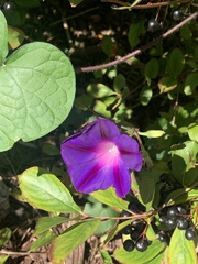 Ipomoea purpurea