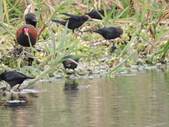 Chrysomus ruficapillus