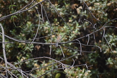 Catamenia analis