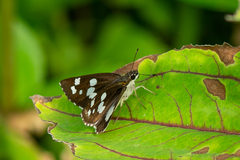 Udaspes folus