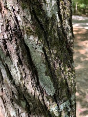 Lecanora thysanophora