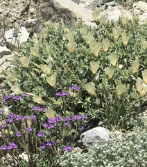 Mentzelia involucrata