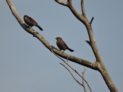 Agelaioides badius