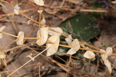 Lepidium perfoliatum