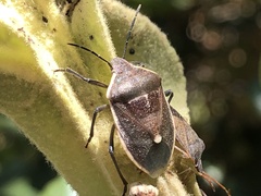 Chlorochroa