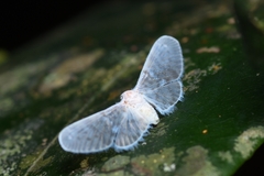 Paramysidia
