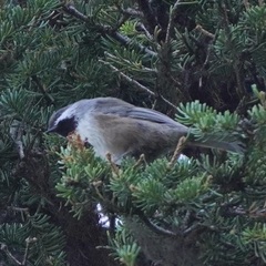 Poecile hudsonicus