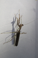 Mantodea