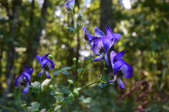 Aconitum uncinatum