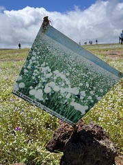 Eriocaulon tuberiferum