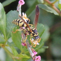 Polistes mongolicus