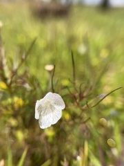 Rhamphicarpa longiflora