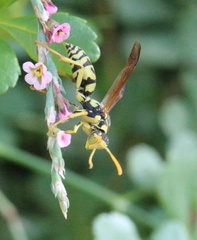 Polistes mongolicus