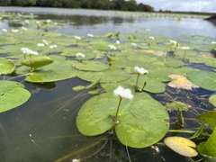 Nymphoides indica