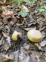 Aureoboletus innixus