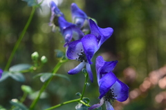 Aconitum uncinatum