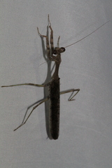 Mantodea