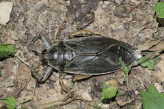 Lethocerus medius