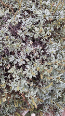 Ambrosia chamissonis