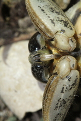 Lethocerus medius