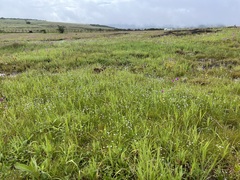 Eriocaulon tuberiferum