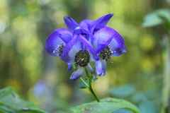 Aconitum uncinatum