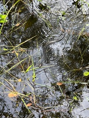 Nerodia fasciata pictiventris