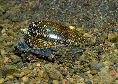 Oliva reticulata
