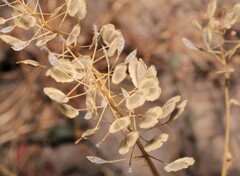 Lepidium perfoliatum