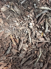 Nidulariaceae
