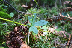 Aconitum uncinatum